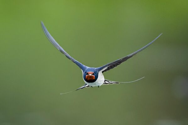 Kutuplar hariç dünyanın her tarafında yaşayabilen kırlangıçlar, Arap Yarımadası’ndan başlayarak kuzeye doğru uzanan göç rotalarında Türkiye üzerinden geçmeye başladı. - Sputnik Türkiye