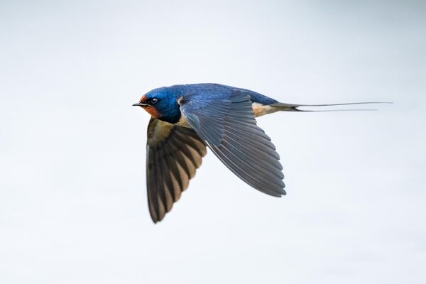 Göç rotalarındaki kısa molalarını genellikle bataklıklar ve su kenarlarında veren kırlangıçlar, burada hem dinleniyor hem de beslendikleri haşerelerle mücadeleye katkı sağlıyor. - Sputnik Türkiye