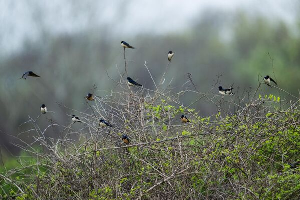 Kutuplar hariç dünyanın dört bir yanında yaşayabilen, zarif yapılarıyla tanınan ve ortalama 15 gram ağırlığındaki bu kuşlar, Bursa’nın Karacabey ilçesinde bulunan sulak alanlarda kameralara takıldı. - Sputnik Türkiye