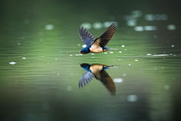 Gün boyunca neredeyse hiç durmadan uçan kırlangıçlar, özellikle sinek ve sivrisinek gibi küçük uçan böceklerle besleniyor. Göç esnasında su yüzeyine yakın uçarak, yeni çıkmış böcek larvalarını da hedef alıyorlar. Uzmanlara göre bir kırlangıç sürüsü, tek bir günde yüzbinlerce haşereyi avlayarak adeta doğal bir ilaçlama görevi görüyor. - Sputnik Türkiye
