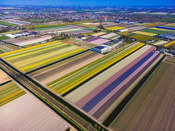 Hollanda’nın Lisse kentindeki Keukenhof bahçelerinde yer alan geleneksel yel değirmeni, açan çiçeklerle birlikte kartpostallık görüntüler sundu. - Sputnik Türkiye