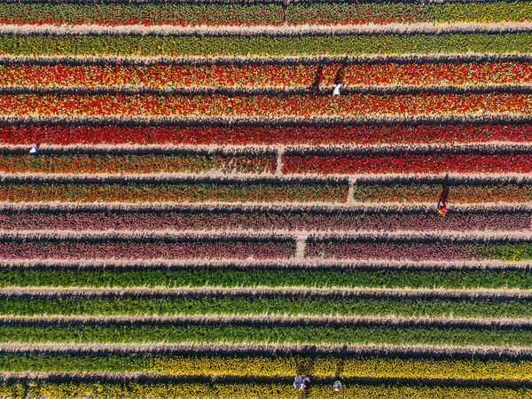 Bahçelerdeki çiçeklerin oluşturduğu desenler ve kokular, ziyaretçilere doğayla baş başa eşsiz bir deneyim sunuyor. - Sputnik Türkiye