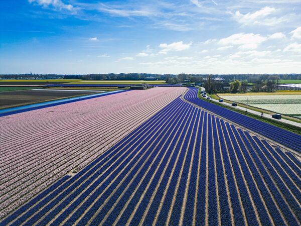 Ziyaretçiler, rengârenk çiçek tarlaları arasında yürüyüş yaparken hem görsel bir şölenin tadını çıkarıyor hem de Hollanda&#x27;nın köklü çiçekçilik geleneğini yakından tanıma fırsatı buluyor. Özellikle lalenin sembol hâline geldiği bu bahçeler, ülkenin doğayla kurduğu zarif ilişkiyi gözler önünde. - Sputnik Türkiye