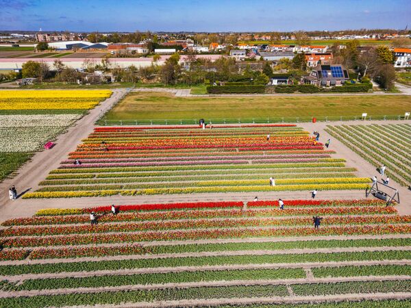 Bahçeler, her yıl mart sonundan mayıs ortasına kadar milyonlarca turisti ağırlıyor. - Sputnik Türkiye