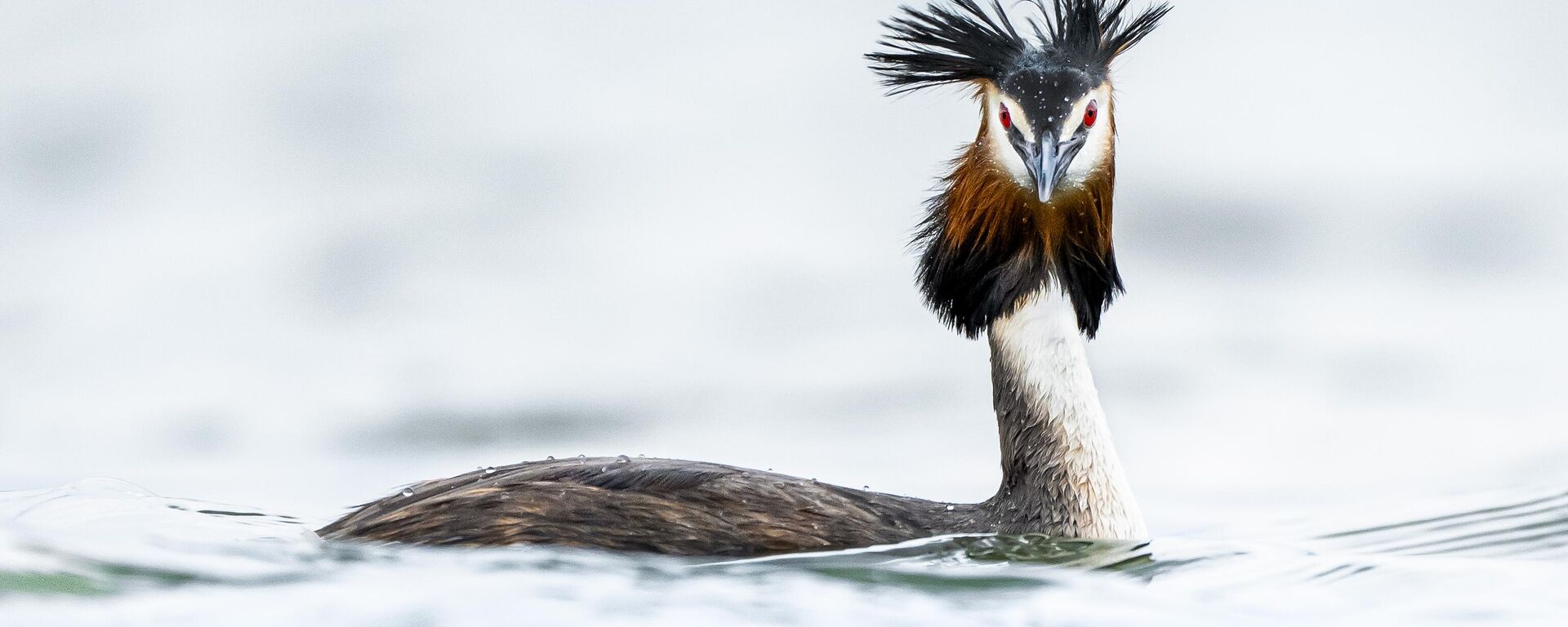 Bahri kuşları - Sputnik Türkiye, 1920, 18.04.2025