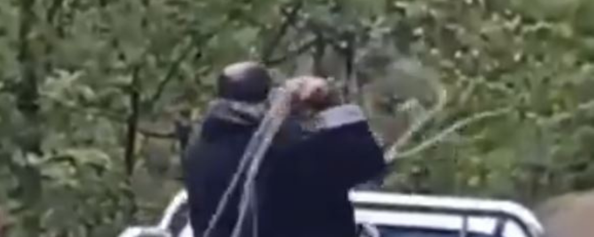 Trabzon'da köpeğe halatla şiddet uygulayan kişi gözaltına alındı - Sputnik Türkiye, 1920, 21.04.2025