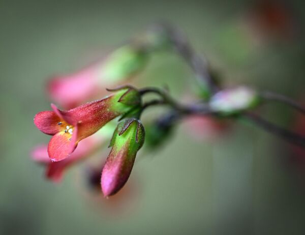 Başkentte sıcaklıkların artmasıyla birlikte özellikle badem, erik ve kiraz ağaçlarının çiçeklenmeye başlaması dikkat çekerken; laleler, sümbüller ve nergisler de toprağın altından çıkıp renkli görüntüler oluşturdu. - Sputnik Türkiye