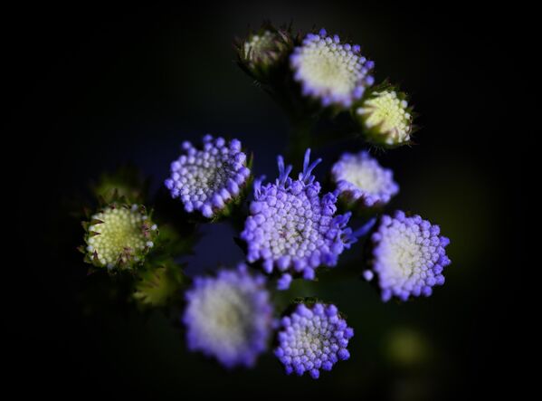 Kentin dört bir yanında çiçek açan meyve ağaçları, süs bitkileri ve çalılar; şehrin sokaklarına, parklarına ve bahçelerine baharın gelişini müjdeledi. - Sputnik Türkiye