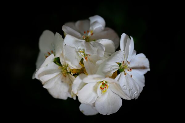 Özellikle Atatürk Orman Çiftliği, Gençlik Parkı ve Seğmenler Parkı gibi alanlar Ankaralıların fotoğraf çektirmek ve doğanın tadını çıkarmak için tercih ettiği yerlerin başında geliyor. - Sputnik Türkiye