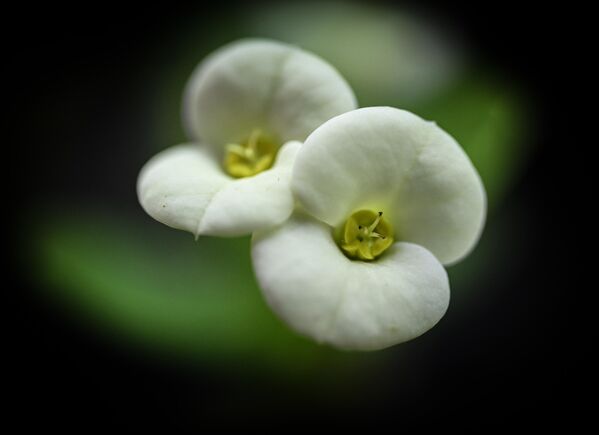 Ankara&#x27;da ilkbaharın gelişiyle birlikte doğa, göz alıcı renklerle canlandı. - Sputnik Türkiye