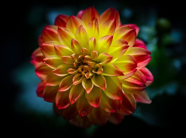 Ankara&#x27;da ilkbaharın renkli çiçekleri görüntülendi. - Sputnik Türkiye