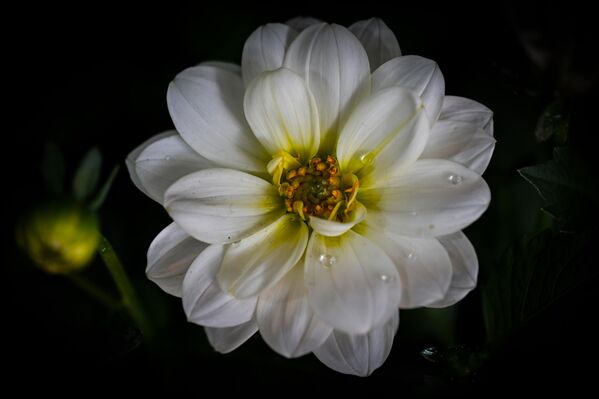 Ankara&#x27;da ilkbaharın renkli çiçekleri görüntülendi. - Sputnik Türkiye