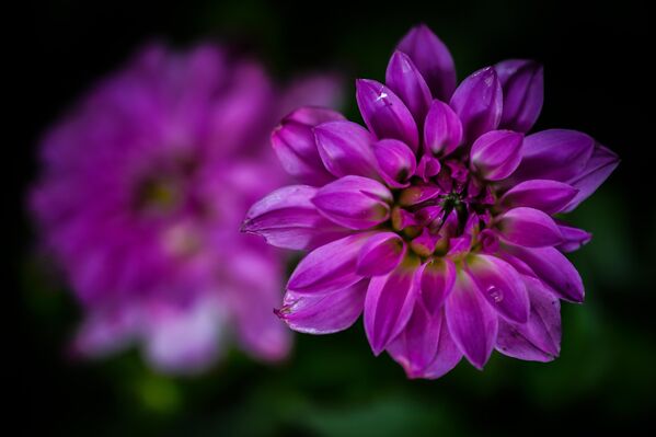 Ankara&#x27;da ilkbaharın renkli çiçekleri görüntülendi. - Sputnik Türkiye