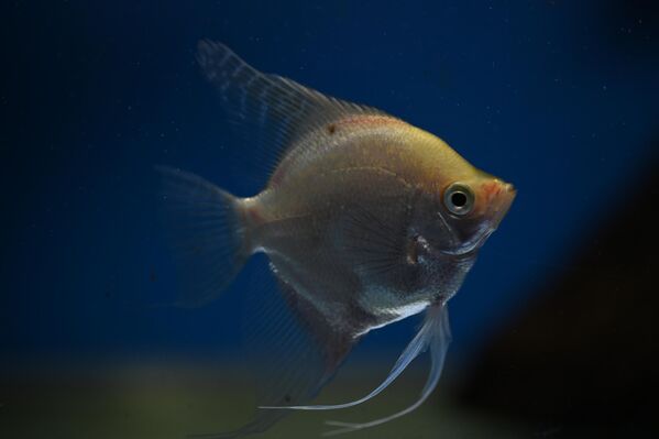 Yassı ve uzun yüzgeçleriyle suyun içinde süzülürken adeta dans eden melek balığı, sakinliği ve zarif yapısıyla öne çıkıyor. Genellikle Amazon kökenli olan bu tür, barışçıl doğasıyla biliniyor. - Sputnik Türkiye