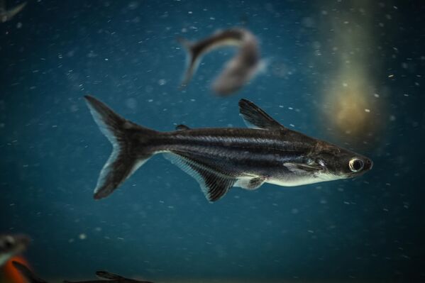 Adına rağmen gerçek bir köpek balığı olmayan Pengasus, sakin yapısıyla tanınıyor. Gümüşi rengi ve zarif yüzüşüyle büyüleyen bu tür, özellikle büyük akvaryumların vazgeçilmezlerinden biri. - Sputnik Türkiye