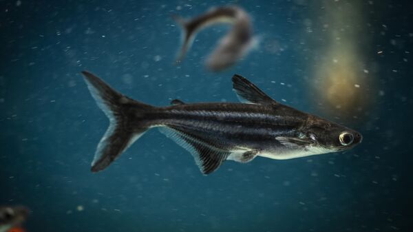 Akvaryumlardaki renkli yaşam - Sputnik Türkiye