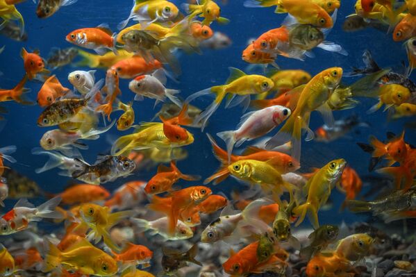 Ev akvaryumlarının en bilinen ismi olan Japon balığı, farklı renk ve kuyruk yapısıyla dikkat çekiyor. Uysal ve kolay bakımıyla tercih edilen bu tür, özellikle çocukların favorisi. - Sputnik Türkiye