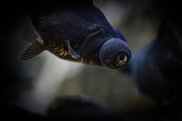 Koca gözleriyle hemen fark edilen teleskop balığı, Japon balığının özel bir türü. Görsel olarak dikkat çekici olmasının yanı sıra, düşük görüş kabiliyeti nedeniyle nazik davranılması gereken bir tür. - Sputnik Türkiye
