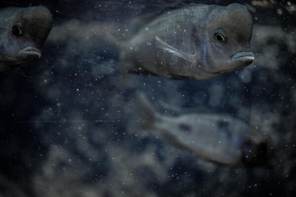 Adını yunusları andıran yüz şekli ve davranışlarından alan bu balık, mavi tonlarıyla dikkat çekiyor. Sosyal yapılarıyla bilinen yunus cikletler, akvaryuma hareket ve renk katıyor. - Sputnik Türkiye