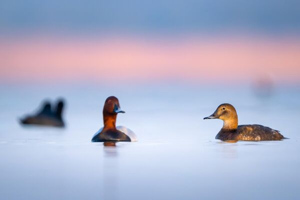 Bursa’nın Karacabey ilçesi sınırlarında bulunan Uluabat Gölü, Türkiye&#x27;nin en önemli sulak alanları arasında yer alıyor. - Sputnik Türkiye
