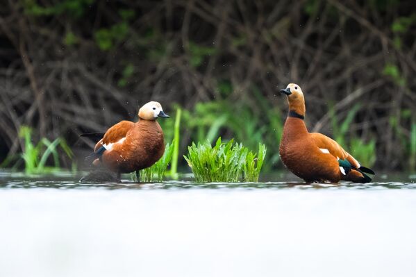 Uluslararası öneme sahip sulak alanları korumayı amaçlayan Ramsar Sözleşmesi kapsamında güvence altına alınan göl, biyolojik çeşitliliğiyle dikkat çekiyor. - Sputnik Türkiye
