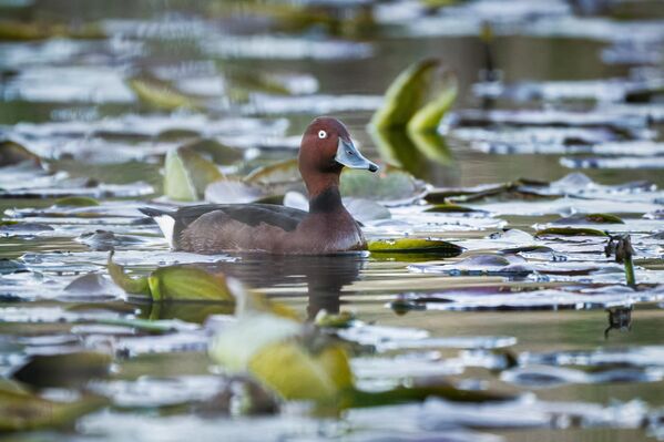 Başta çeşitli ördek türleri olmak üzere çok sayıda kuş türüne ev sahipliği yapan göl, nesli tehdit altındaki canlılar açısından da önemli bir yaşam alanı sunuyor. - Sputnik Türkiye