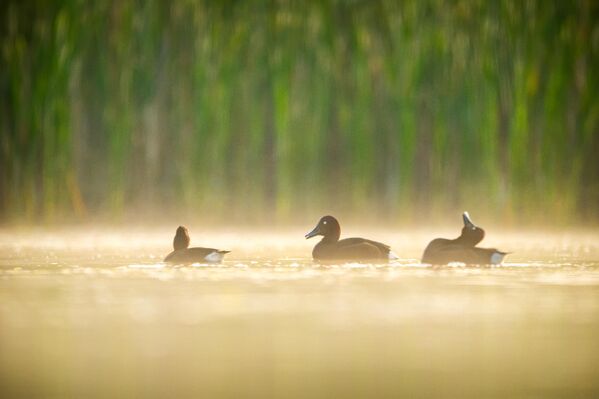 Yaklaşık 11 adayı barındıran Uluabat Gölü, özellikle üreme dönemlerinde su kuşları için kritik bir sığınak görevi görmekte. - Sputnik Türkiye