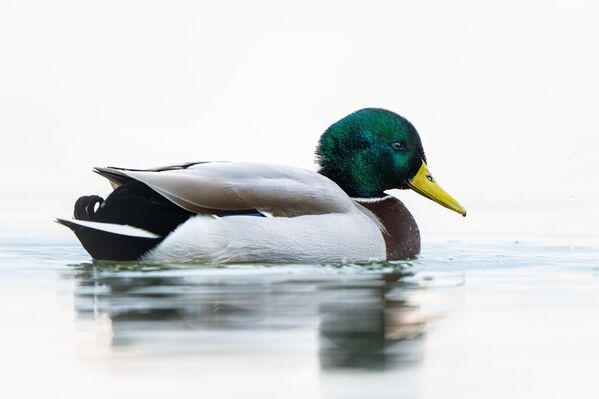 Bölge ekoturizm açısından da her geçen yıl daha fazla ilgi görmekte. - Sputnik Türkiye