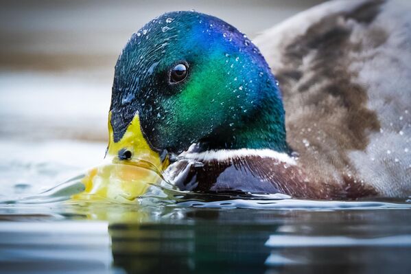 Göl, sadece doğal güzellikleriyle değil, aynı zamanda sahip olduğu ekolojik işlevlerle de Türkiye’nin doğa koruma haritasında özel bir yere sahip. - Sputnik Türkiye