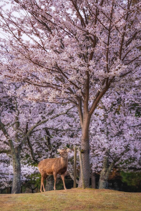 Japonya ile özdeşleşmiş sakura ağaçları, ülkede park ve bahçe gibi alanlarda pembe çiçekleriyle ilgi görüyor.  - Sputnik Türkiye