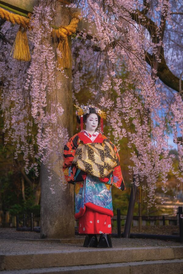 Meyve vermeyen ağaç türü, Japon sanatında da sıklıkla kullanılıyor.  - Sputnik Türkiye