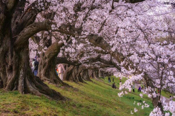 Japonya&#x27;da sakura olarak bilinen kiraz ağaçları çiçekleniyor ancak mayve vermiyor.  - Sputnik Türkiye