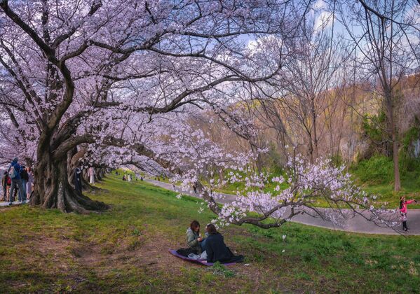 Sakuralar, şehrin park ve bahçelerindeki manzaraya pembelik katıyor.  - Sputnik Türkiye