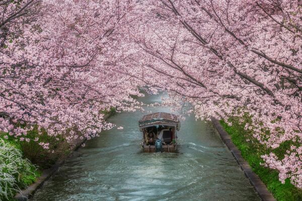Japonya&#x27;da sakura mevsimi Mart sonu veya Nisan&#x27;ın ilk haftasında başlıyor - Sputnik Türkiye