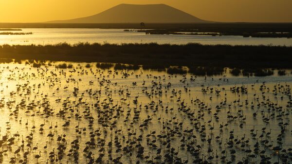 Akgöl Sazlığı - Sputnik Türkiye