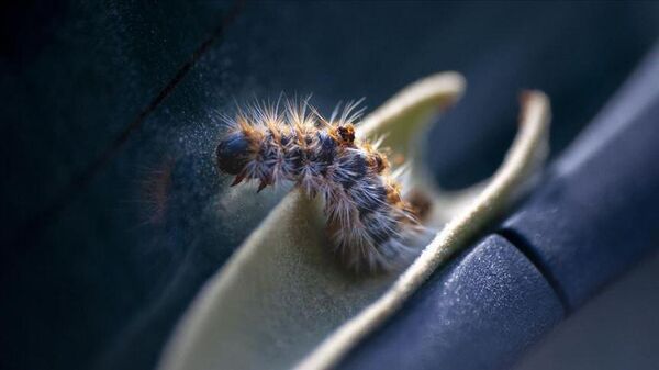 Çam kese böceği - Sputnik Türkiye