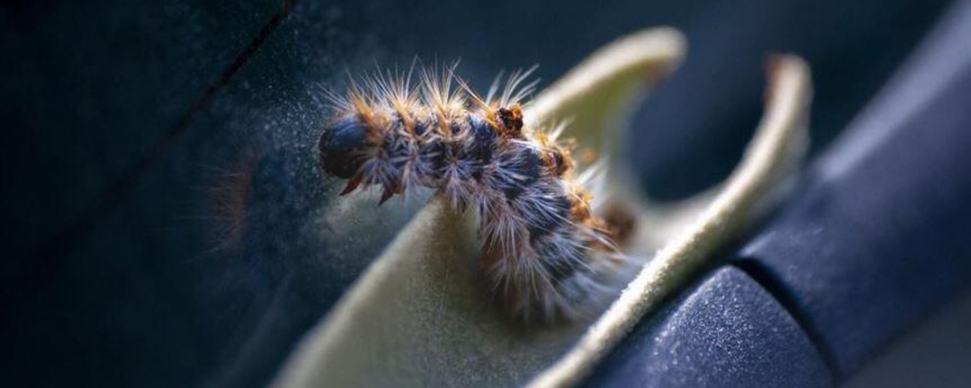 Çam kese böceği - Sputnik Türkiye, 1920, 02.05.2025