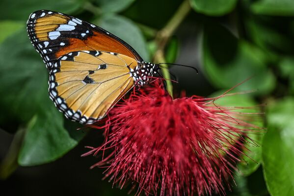 Sadece kelebekler değil; çeşitli tropikal bitkiler ve egzotik böcekler de bu özel ekosistemin bir parçası olarak ziyaretçileri karşılıyor. - Sputnik Türkiye