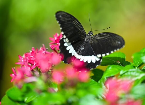 Yıl boyunca 28 derece sıcaklık ve yüzde 80 nem oranı korunarak oluşturulan ekvatoral iklim koşulları sayesinde bahçede 60 farklı türden, aylık yaklaşık 20 bin kelebek yaşamını sürdürüyor. - Sputnik Türkiye