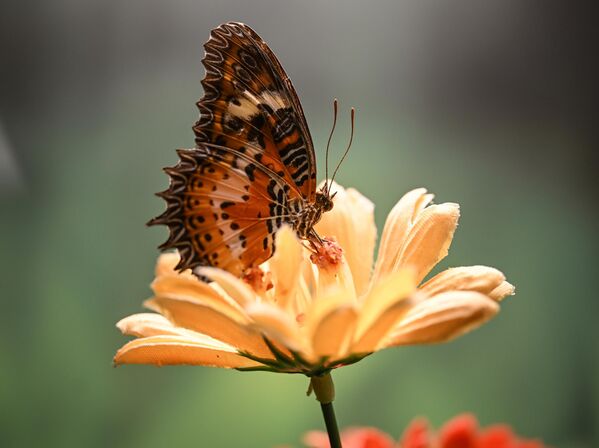 Ziyaretçiler, bu canlıların kozadan çıkıp rengarenk kanatlarıyla bahçede süzülmelerine kadar olan tüm başkalaşım süreçlerini doğal ortamında gözlemleme şansı buluyor. - Sputnik Türkiye