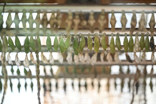 2015 yılında Selçuklu Belediyesi tarafından kurulan bahçe, 7 bin 200 metrekarelik devasa kapalı alanında kelebeklerin doğumdan uçuşa uzanan büyülü yolculuğunu gözler önüne seriyor. - Sputnik Türkiye