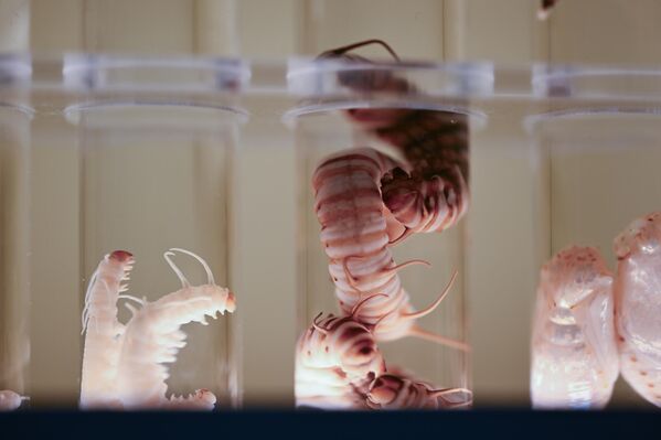 Konya’nın Selçuklu ilçesinde yer alan ve Türkiye’nin ilk kelebek bahçesi unvanına sahip Tropikal Kelebek Bahçesi, doğa meraklılarına tropik bir dünyanın kapılarını aralıyor. - Sputnik Türkiye