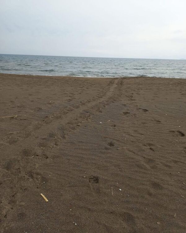 İztuzu Plajı, Akdeniz havzasında nesli tehlike altındaki deniz kaplumbağalarının en önemli üreme alanlarından biri olarak biliniyor. 2023 sezonunda bölgede 300’ün üzerinde yuvadan binlerce yavru denize ulaşmıştı. - Sputnik Türkiye