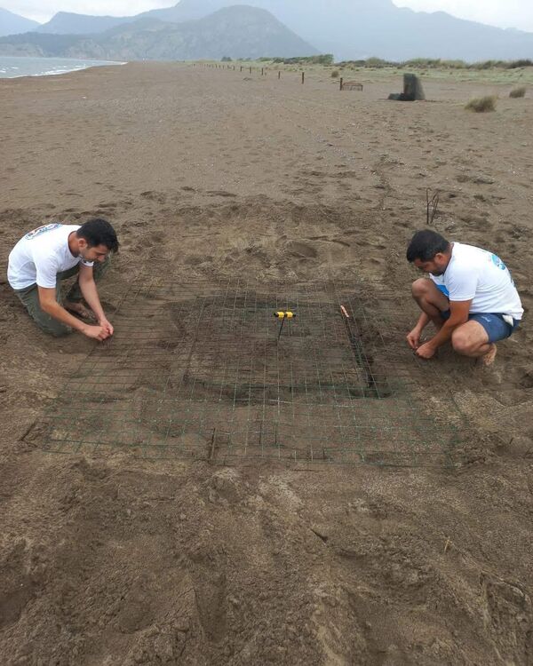 Deniz Kaplumbağaları Araştırma Kurtarma ve Rehabilitasyon Merkezi (DEKAMER) görevlileri ve gönüllüler, plajdaki rutin kontrolleri sırasında sezonun ilk caretta caretta yuvasını tespit etti. - Sputnik Türkiye