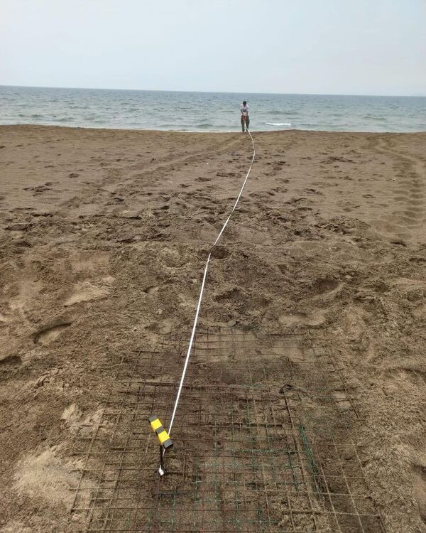 Yaz boyunca onlarca caretta carettanın kıyıya çıkarak yumurta bırakması beklenirken, DEKAMER ekipleri de bu süreçte hem yuvaları kayıt altına alacak hem de yavruların güvenli şekilde denize ulaşmasını sağlayacak. - Sputnik Türkiye