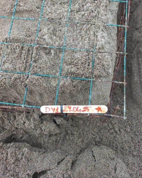 Belirlenen yuva, hayvanların ve yumurtaların zarar görmesini engellemek amacıyla özel bir kafesle koruma altına alındı. - Sputnik Türkiye