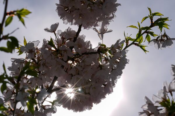 Yılın bu döneminde açan kiraz çiçekleri, hem doğa severleri hem de fotoğraf tutkunlarını parka çekti. - Sputnik Türkiye