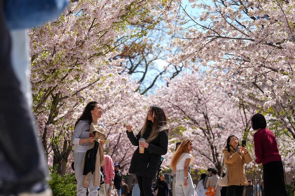 Toronto’da baharın habercisi sayılan sakura ağaçları, her yıl nisan sonu ve mayıs başında kısa bir süreliğine çiçek açıyor. - Sputnik Türkiye