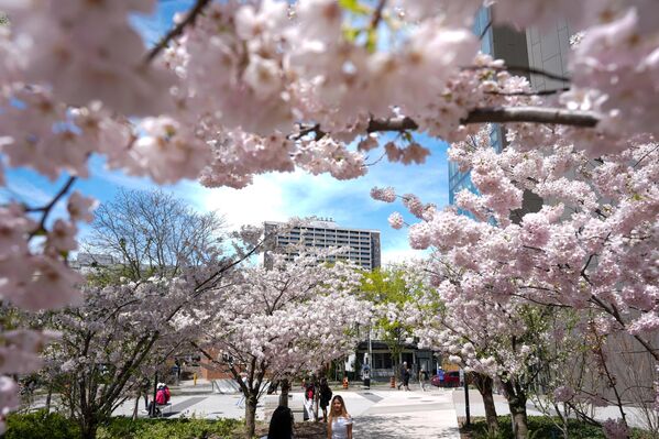 Şehirdeki Robarts Kütüphanesi önünde bulunan parkta yer alan Japon kirazı ağaçlarının (sakura) çiçek açmasıyla park adeta pembe-beyaz bir tabloya dönüştü. - Sputnik Türkiye