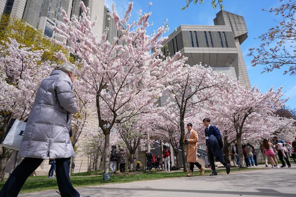 Ziyaretçiler, Japon kültürünün önemli bir simgesi olan bu ağaçların açtığı kısa süreli görsel şölenin tadını çıkarırken, birçok kişi o anları ölümsüzleştirmek için fotoğraf makinelerine sarıldı. - Sputnik Türkiye